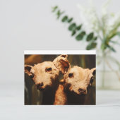 zweiköpfige Ziege Postkarte (Stehend Vorderseite)