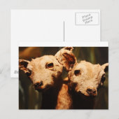 zweiköpfige Ziege Postkarte (Vorne/Hinten)