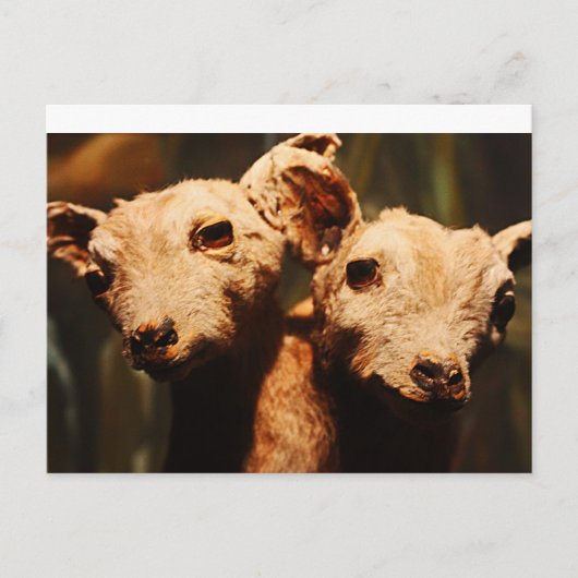 zweiköpfige Ziege Postkarte (Vorderseite)