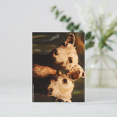 zweiköpfige Ziege Postkarte (Stehend Vorderseite)