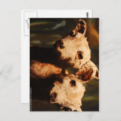 zweiköpfige Ziege Postkarte (Vorne/Hinten)