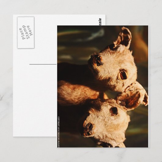 zweiköpfige Ziege Postkarte (Vorne/Hinten)