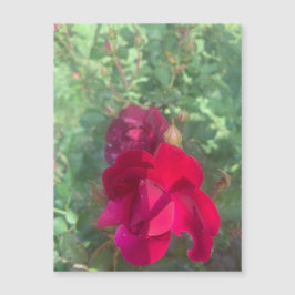 Zweimal so nette Rose Magnet