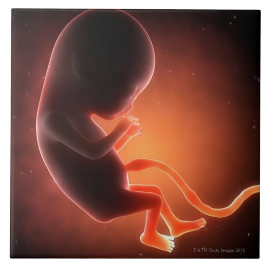 Zweimonatiges altes Fötus Fliese (Vorderseite)