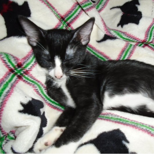 ZWEITE ÄNDERUNGSGUN-Tasse Kaffeetasse