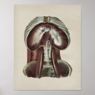 Zwerchfellmuskel Menschliche Anatomie Vintage-Druc Poster