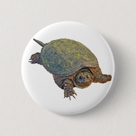 Zwerchschildkröte - Serpentina Chelydra Button (Vorderseite)