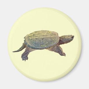Zwerchschildkröte - Serpentina Chelydra Magnet