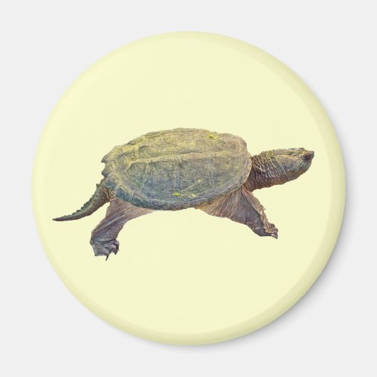Zwerchschildkröte - Serpentina Chelydra Magnet (Vorne)