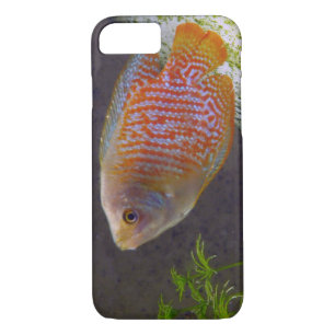 Zwerg-Gourami-Fisch Case-Mate iPhone Hülle