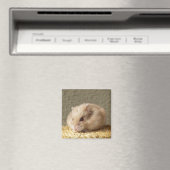 Zwerg Russischer Hamster mit vollen Wangen Magnet (In Situ (Geschirrspüler))