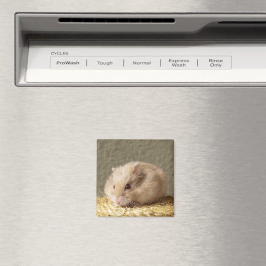 Zwerg Russischer Hamster mit vollen Wangen Magnet (In Situ (Geschirrspüler))
