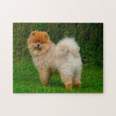 Zwerg Spitz Spitz Hund. Puzzle (Horizontal)