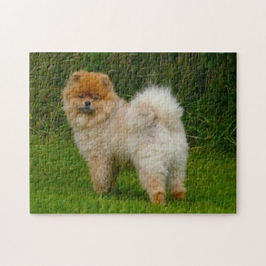 Zwerg Spitz Spitz Hund. Puzzle (Horizontal)