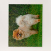 Zwerg Spitz Spitz Hund. Puzzle (Vertikal)