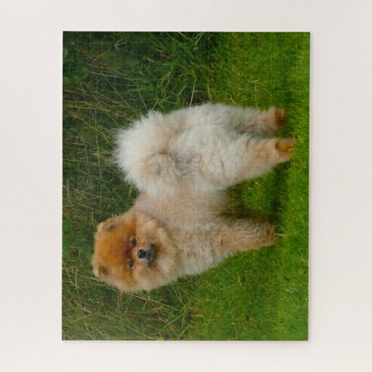 Zwerg Spitz Spitz Hund. Puzzle (Vertikal)