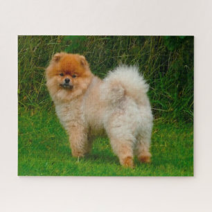 Zwerg Spitz Spitz Hund. Puzzle