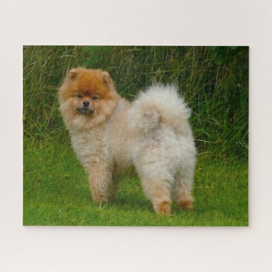 Zwerg Spitz Spitz Hund. Puzzle (Horizontal)