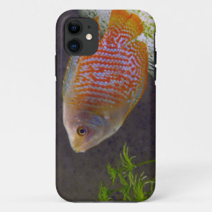 Zwergartige Gourami-Fische Case-Mate iPhone Hülle