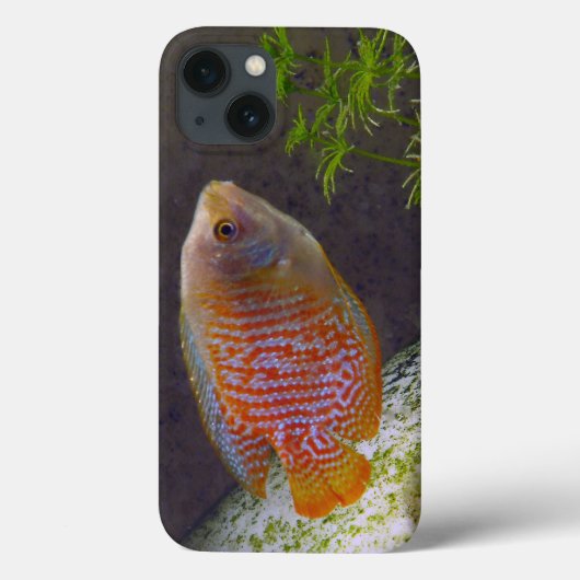 Zwergartige Gourami-Fische Case-Mate iPhone Hülle (Rückseite)
