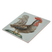 Zwergartiger junger Hahn, c.1767-76 (Hand farbiger Fliese (Seite)