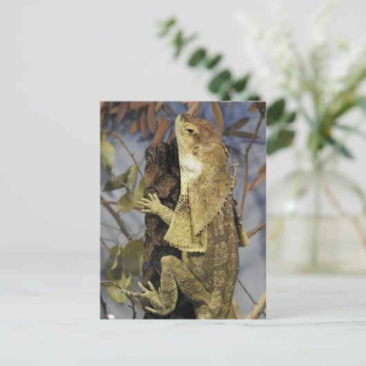 Zwergeidechse Postkarte (Stehend Vorderseite)