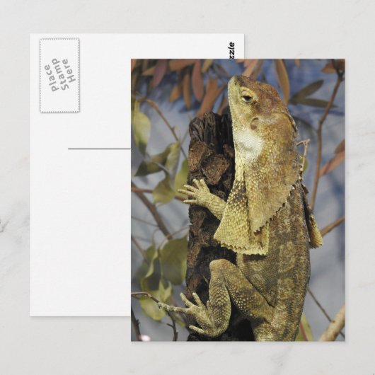Zwergeidechse Postkarte (Vorne/Hinten)