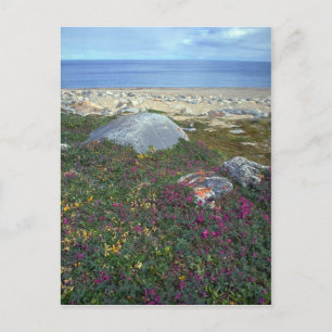 Zwergfeuer, Hudson Bay, NWT, Kanada Postkarte