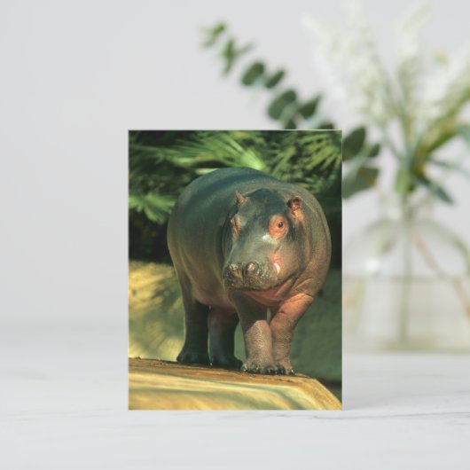 Zwergflusspferd (Choeropsis liberiensis) Postkarte (Stehend Vorderseite)