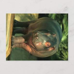 Zwergflusspferd (Choeropsis liberiensis) Postkarte