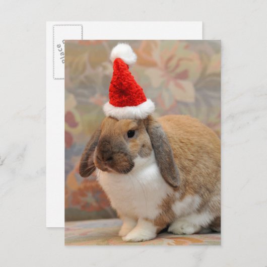 Zwerghase Postkarte (Vorne/Hinten)