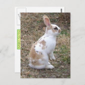 Zwerghase Postkarte (Vorne/Hinten)