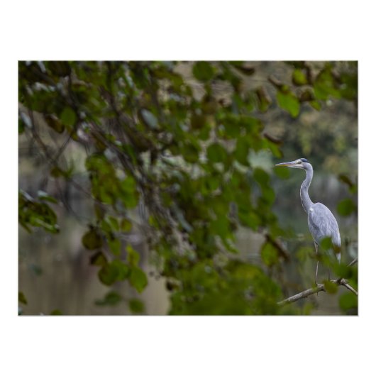 Zwergheron Poster (Vorderseite)