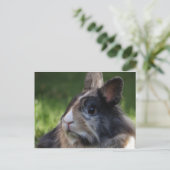 Zwergkaninchen-978y Postkarte (Stehend Vorderseite)