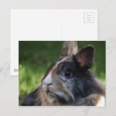 Zwergkaninchen-978y Postkarte (Vorne/Hinten)
