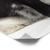 Zwergkaninchen, über Hüftgewächse neigend Poster (Ecke)