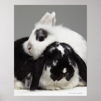 Zwergkaninchen, über Hüftgewächse neigend Poster