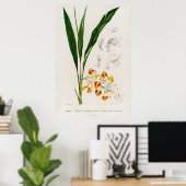 Zwergkardamom (Alpinia nutans) Poster (Heimbüro)