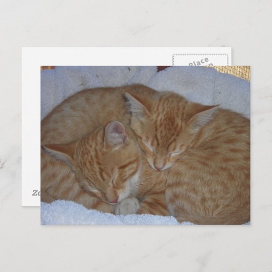 Zwergkätzchen Postkarte (Vorne/Hinten)