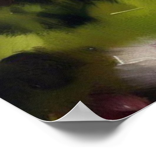 Zwergkatze Poster (Ecke)