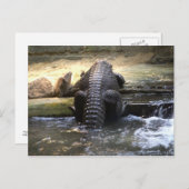 Zwergkrokodil Postkarte (Vorne/Hinten)