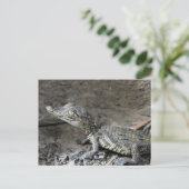 Zwergkrokodil Postkarte (Stehend Vorderseite)