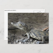 Zwergkrokodil Postkarte (Vorne/Hinten)