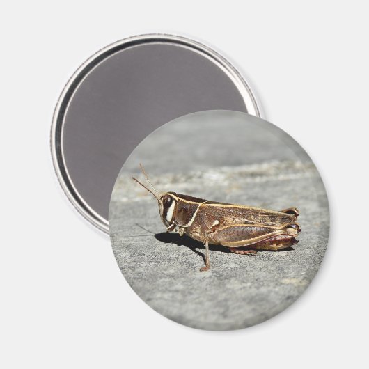 Zwergmagnet Magnet (Vorderseite/Rückseite)