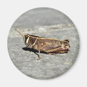 Zwergmagnet Magnet (Vorne)