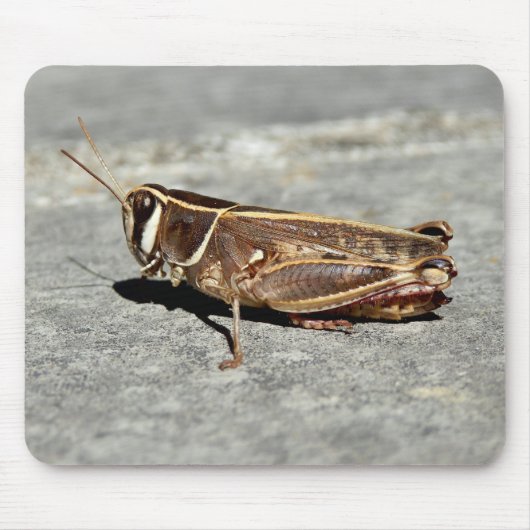 Zwergmäuse Mousepad (Vorne)