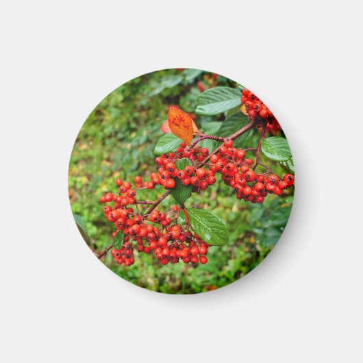 Zwergmilch Magnet (Vorne)