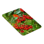 Zwergmilch Magnet (Rechte Seite)