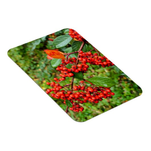 Zwergmilch Magnet (Rechte Seite)