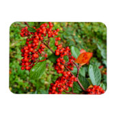 Zwergmilch Magnet (Horizontal)